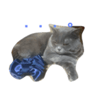 ねこのトム（個別スタンプ：9）