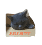 ねこのトム（個別スタンプ：10）