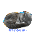 ねこのトム（個別スタンプ：11）