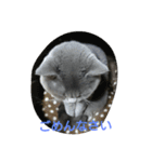 ねこのトム（個別スタンプ：12）