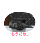ねこのトム（個別スタンプ：13）