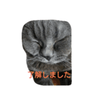 ねこのトム（個別スタンプ：16）