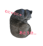 ねこのトム（個別スタンプ：17）