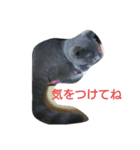 ねこのトム（個別スタンプ：22）