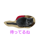 ねこのトム（個別スタンプ：23）