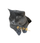 ねこのトム（個別スタンプ：25）