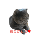 ねこのトム（個別スタンプ：26）