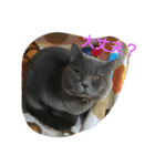 ねこのトム（個別スタンプ：30）