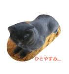ねこのトム（個別スタンプ：31）