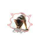 ゆけゆけアンジー（個別スタンプ：8）
