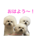 よく使うセリフ。（個別スタンプ：1）