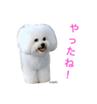 よく使うセリフ。（個別スタンプ：15）