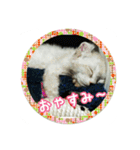 猫たちとママの工房（個別スタンプ：8）