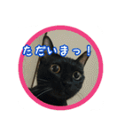 猫たちとママの工房（個別スタンプ：14）