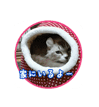 猫たちとママの工房（個別スタンプ：16）