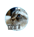 猫たちとママの工房（個別スタンプ：38）