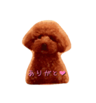 トイプードルのシェリーちゃん（個別スタンプ：3）