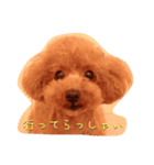トイプードルのシェリーちゃん（個別スタンプ：7）