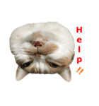 ぶさかわファビ子（個別スタンプ：15）