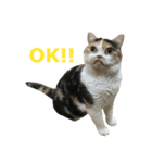 ぶさかわファビ子（個別スタンプ：31）
