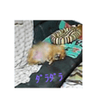 ポメ3（個別スタンプ：2）