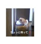 ポメ3（個別スタンプ：3）