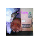 ポメ3（個別スタンプ：5）