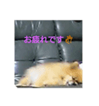 ポメ3（個別スタンプ：8）