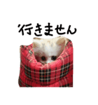 にゃんこわんこ（個別スタンプ：5）