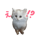 にゃんこわんこ（個別スタンプ：8）