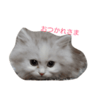 にゃんこわんこ（個別スタンプ：15）