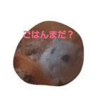 ハムスターLIFE（個別スタンプ：2）