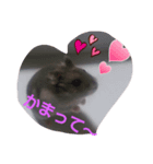 ハムスターLIFE（個別スタンプ：4）