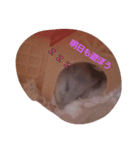 ハムスターLIFE（個別スタンプ：8）