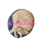 にゃーりー。（個別スタンプ：3）