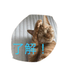 にゃーりー。（個別スタンプ：9）