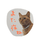 にゃーりー。（個別スタンプ：10）