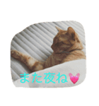 にゃーりー。（個別スタンプ：19）