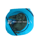 にゃーりー。（個別スタンプ：20）