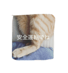 にゃーりー。（個別スタンプ：24）
