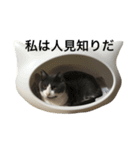 ハッチの素敵な日常（個別スタンプ：3）