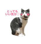 ハッチの素敵な日常（個別スタンプ：8）