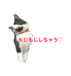 ハッチの素敵な日常（個別スタンプ：14）