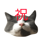 ハッチの素敵な日常（個別スタンプ：15）