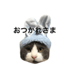 ハッチの素敵な日常（個別スタンプ：16）