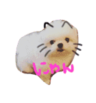 pomスタンプ（個別スタンプ：1）