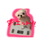 pomスタンプ（個別スタンプ：6）