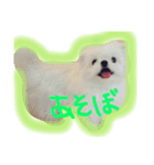 pomスタンプ（個別スタンプ：7）