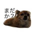 愛犬スタイル（個別スタンプ：2）