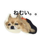 愛犬スタイル（個別スタンプ：3）